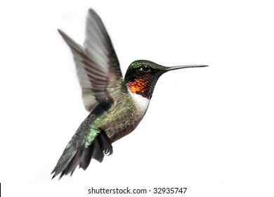 Male Ruby-throated Hummingbird (archilochus colubris) in flight isolated on a white background