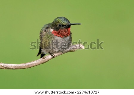 A male ruby-throated hummingbird perched on a branch