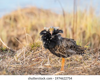 Male Ruff Showing Its Feather Collar In Mating Season