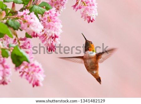 Male Rufous Hummingbird (Selasphorus rufus) hovering near Red Currant flowers (Ribes sanguineum)