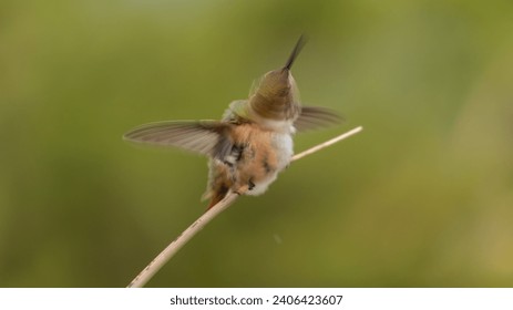 A male Rufous hummingbird vigorously shakes water droplets off of it's head and wings during a summer rain shower as it sits on the end of a yucca leaf. - Powered by Shutterstock