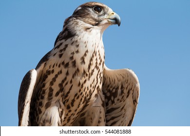 Male Saker Falcon (Falco Cherrug) With His Prey After A Desert Falconry Show In Dubai Desert Conservation Centre. Dubai, UAE.