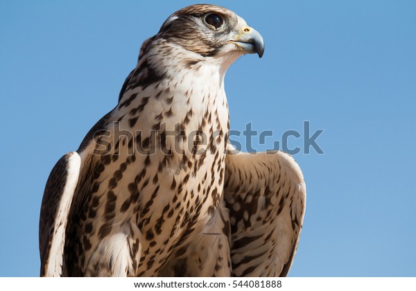 ulv trimme ros Mandlige saker falk (Falco cherrug) med Stock-foto (rediger nu) 544081888