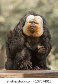 Male Saki Monkey At The Audubon Zoo