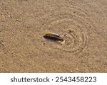 A male Salt Creek pupfish (Cyprinodon salinus) in Death Valley National Park, California.
