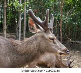 Male Sambar Deer Stock Photo 216072388 | Shutterstock