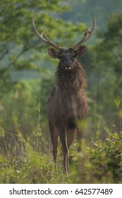 Male Sambar Deer