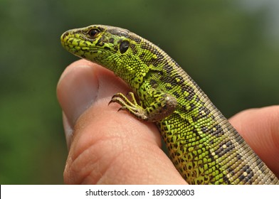 Lezard Images Stock Photos Vectors Shutterstock