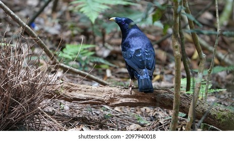 Male Satin Bower Bird, Near Bower.