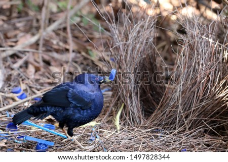 Male Satin Bowerbird in courtship display by it's Bower