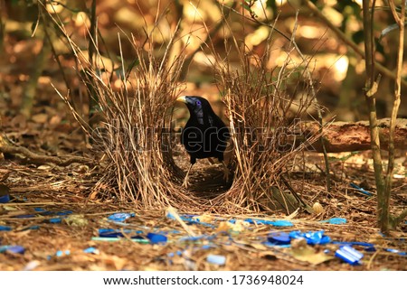 Male Satin Bowerbird in his bower with collected blue objects