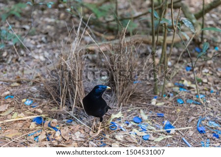 A male satin bowerbird, ptilonorhynchus violaceus, tends his bower which he has decorated with blue coloured objects. In Lamington National Park, Queensland, Australia.