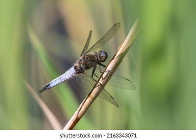 Male scarce chaser dragonfly (Libellula fulva) closeup portrait. Beautiful British dragonfly species.