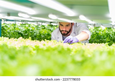Male scientist analyzes and studies research in organic, hydroponic vegetables plots growing on indoor vertical farm