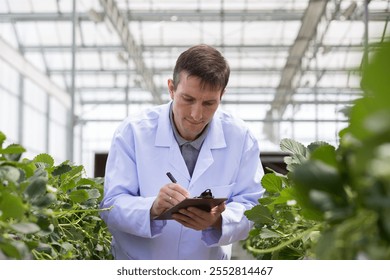 Male scientist analyzes and studies research at organic strawberry farm. Farm organic fresh strawberry. Red ripe strawberry at greenhouse - Powered by Shutterstock