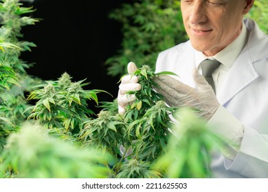 A Male Scientist Inspects The Gratifying Leaves Of Cannabis Plant. Researcher Working On Cannabis Inspection In Grow Facility Cannabis Farm For Medicinal Cannabis Products For Medical Purposes.
