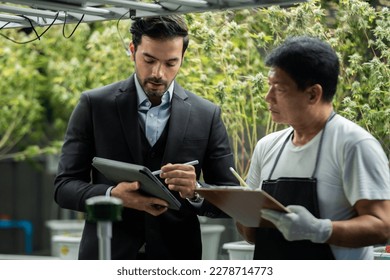 male scientists or farmer holding a folder in his hand to researching and store the data of the plant or CBD oil, cannabis leaves for analysis. Organic farming concept in the greenhouse