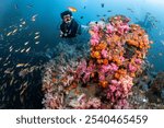 Male Scuba diver diving through colorful soft coral reef and school of fish at King Cruiser wreck ship, a famous dive site near Phuket, Thailand. Stunning underwater landscape of Andaman sea