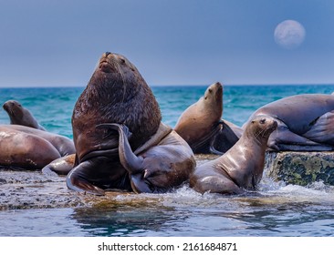 A male sea lion on a breakwater among his harem, scratching his mane.