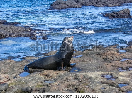 Similar – Foto Bild Schwarzer männlicher Seelöwe schläft auf Felsen aus nächster Nähe in der Meereslandschaft.