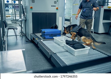 Male security worker and German Shepherd dog checking travel suitcase while searching for drugs or other illegal items - Powered by Shutterstock