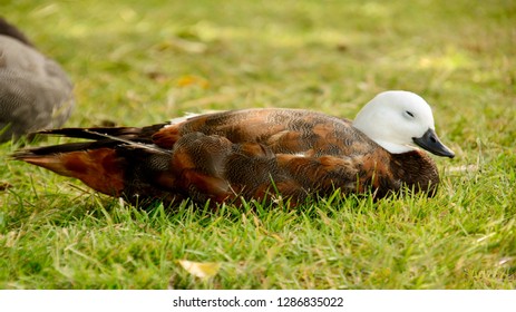 Male Shelduck Resting In The Afternoon Sun - Te Anau, New Zealand. 