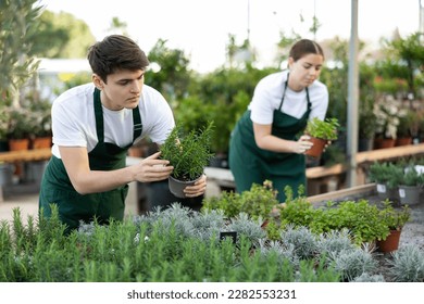 male shop helper of trading floor checks correspondence of price on label of pot with rosemary plant and on price tag - Shutterstock ID 2282553231