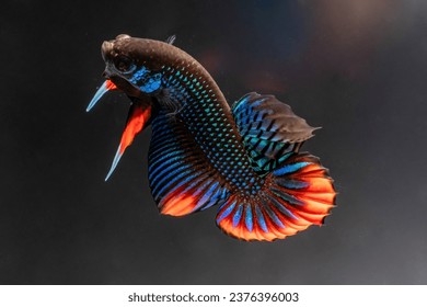 Male Siamese Fighting Fish (Betta Imbellis) isolated on black background.