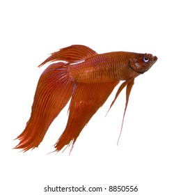 Male Siamese Fighting Fish Front White Stock Photo 8850556 | Shutterstock