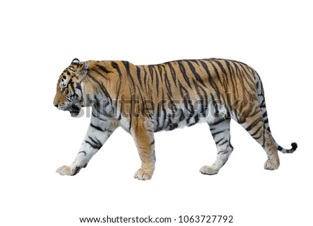 male siberian tiger isolated on white background