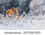 male Siberian tiger (Panthera tigris tigris) in the winter tundra