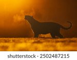 male Siberian tiger (Panthera tigris tigris) in the bush in the red sunrise