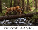 male Siberian tiger (Panthera tigris tigris) running across the creek after a fallen tree