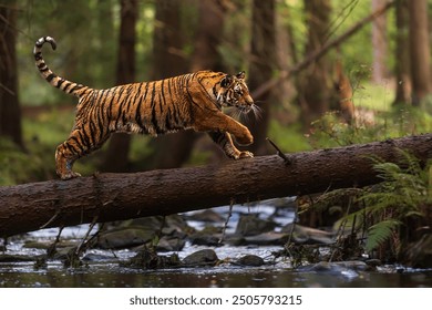 male Siberian tiger (Panthera tigris tigris) running across the creek after a fallen tree