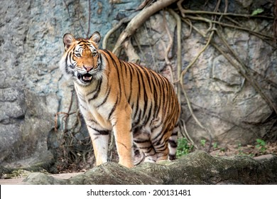 Male Siberian Tiger Standing Stock Photo 200131481 