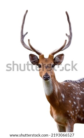 male sika deer isolated on white background