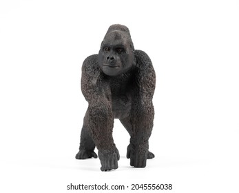 Male Silverback Gorilla Isolated on White Background