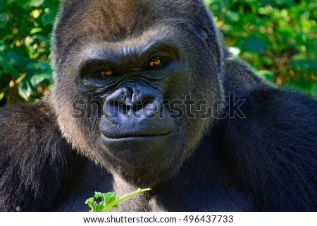 Male Silverback Western Lowland Gorilla Smiles as he eats his breakfast.