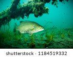 Male Smallmouth Bass underwater protecting nest and its young fishes in the St. Lawrence River.