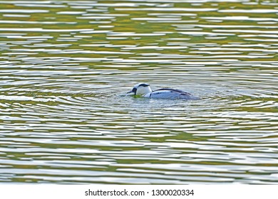 Male Smew (Mikoaisa) Can Not Eat Because Caught Fish Is Too Big