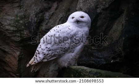 Male snowy owl Hedwig Harry Potter