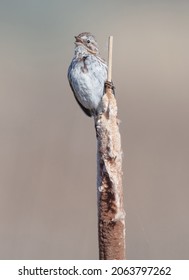 A Male Song Sparrow (Melospiza Melodia) Sings From A Cattail (Typha) In A Marsh At Jack's Creek Campground, Idaho, USA