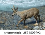 Male South Andean Deer (Hippocamelus bisulcus) crossing a river, Aysen Region, Patagonia, Chile