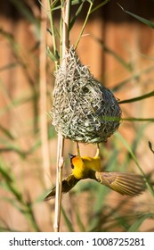 male southern or African masked weaver, Ploceus velatus, building a woven reed nest