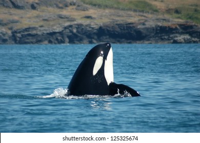 A male Southern Resident Killer Whale spyhops near San Juan Island, Washington.