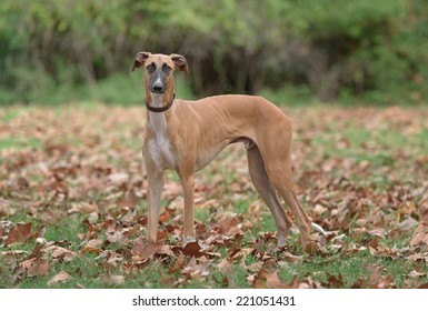 are spanish greyhound hypoallergenic