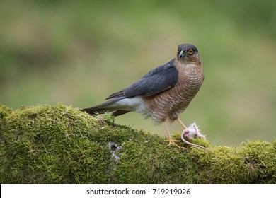 89 Surprised hawk Images, Stock Photos & Vectors | Shutterstock