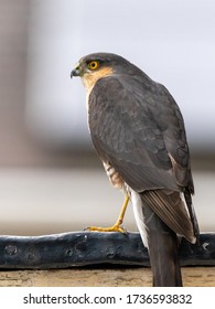 Male Sparrow Hawk Sitting On Ledge