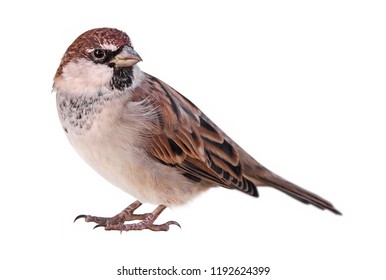 Male Sparrow (Passer italiae), isolated, with white background