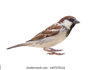 Male Sparrow (Passer italiae), isolated, with white background - Shutterstock ID 1437270116